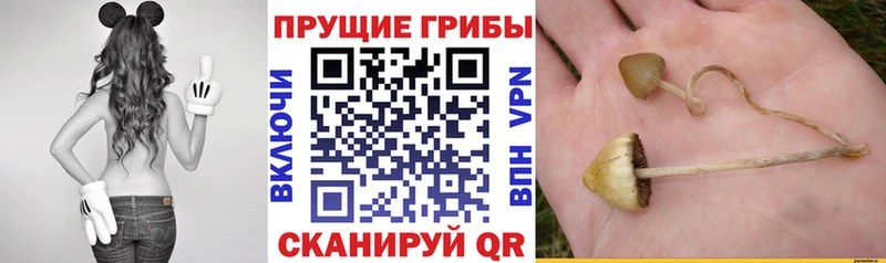 Купить где Волосово Псилоцибиновые грибы ЛСД